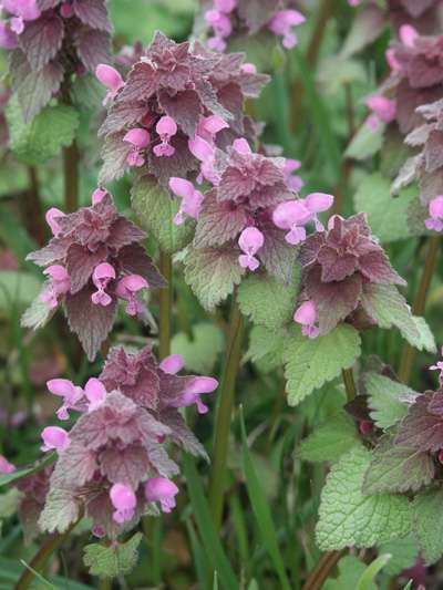 Piros árvacsalán - Lamium purpurem felálló szárú egyéves (Th) Levél: alsó hosszú-, a felső rövid nyelű, szíves-tojásdad, durván fűrészes A murváskodó levelek bordók.