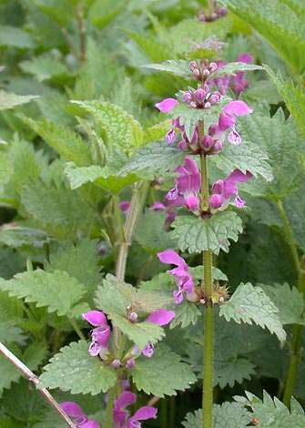 Foltos árvacsalán Lamium maculatum Közepes termetű, legyökerező indás (He) Levél: alsó hosszú nyelű, a szárlevelek nyele egyre rövidebb, a murváskodó levelek ülők. A levél gyakran (de nem mindig!
