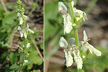 Stachys