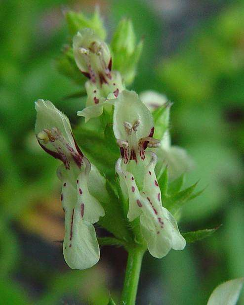 Stachys