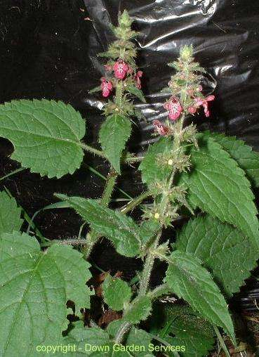 Erdei tisztesfű Stachys sylvatica 0.4-1.