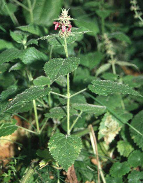Stachys