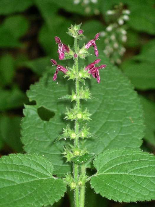 Stachys