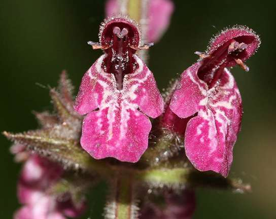 Stachys