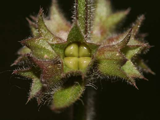 Stachys