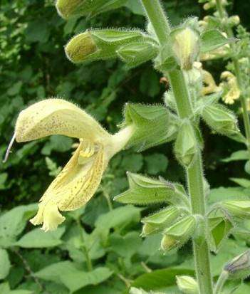 Salvia