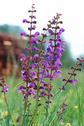 Mezei zsálya Salvia pratensis Felálló, elágazó szárú, 30-60 cm magas évelő (He). Tőlevelei és alsó szárlevelei nyelesek, szíves- vagy hosszúkás-tojásdadok, csipkés-fűrészesek.