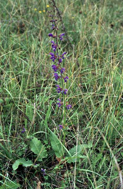 Salvia