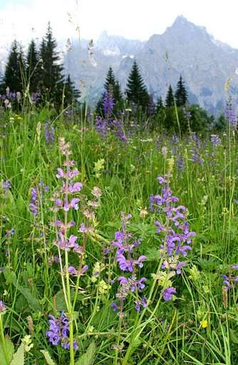 Salvia