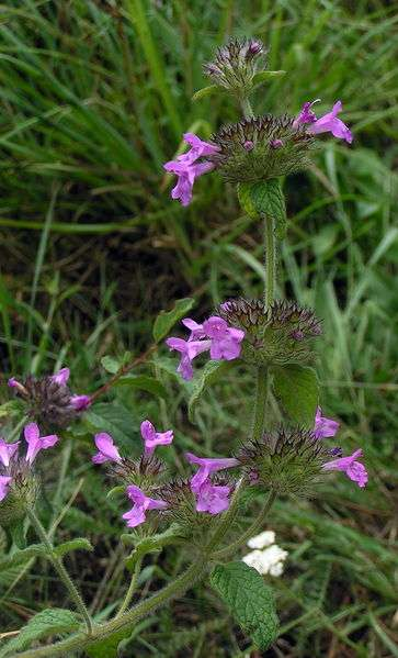 Borsfű Clinopodium vulgare 20-60 cm magas felálló szárú, vékony tarackos, bozontos szőrű évelő (He-Ge) Levél: tojásdad, ép szélű, az alsó nyeles, a felső ülő Virág: a szár csúcsa felé