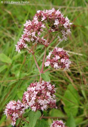 Szurokfű Origanum vulgare felálló, elágazó, néha gyengén fásodó tövű évelő (He) Levél: megnyúlt tojásdad, ép szélű Virágzat: dús, a párta apró, lila v.