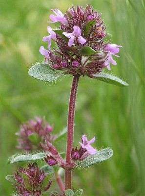 Kakukkfű fajok Thymus spp. Alacsony, elfekvő, a virágzó hajtásokon felemelkedő szárú, fásodó tövű évelők (Ch).