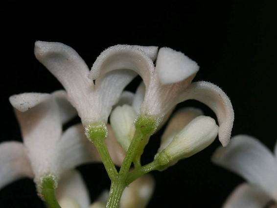 Galium