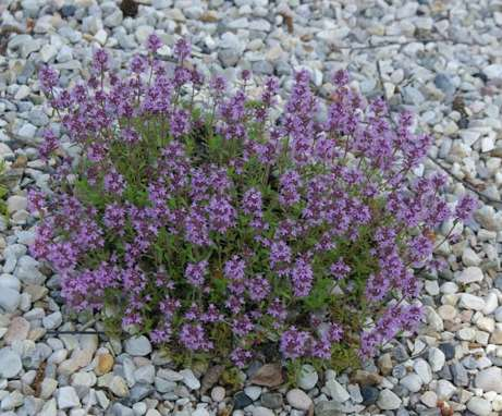 Thymus sp.