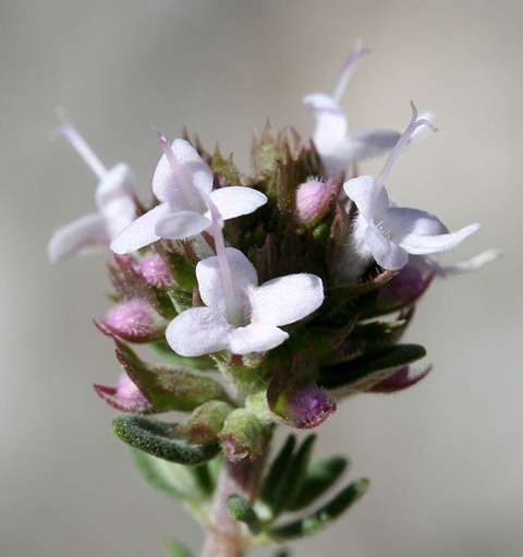 Thymus sp.
