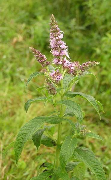 Lómenta Mentha longifolia kúszó tarackos évelő (Ge v. He) Levél: ülő, lándzsás, fűrészes Virág: világos ibolyaszínű; megnyúlt hengeres, tömött, murvalevelek nélküli álörvökben nyílnak. VII-X.