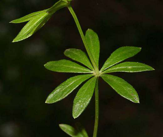 Galium
