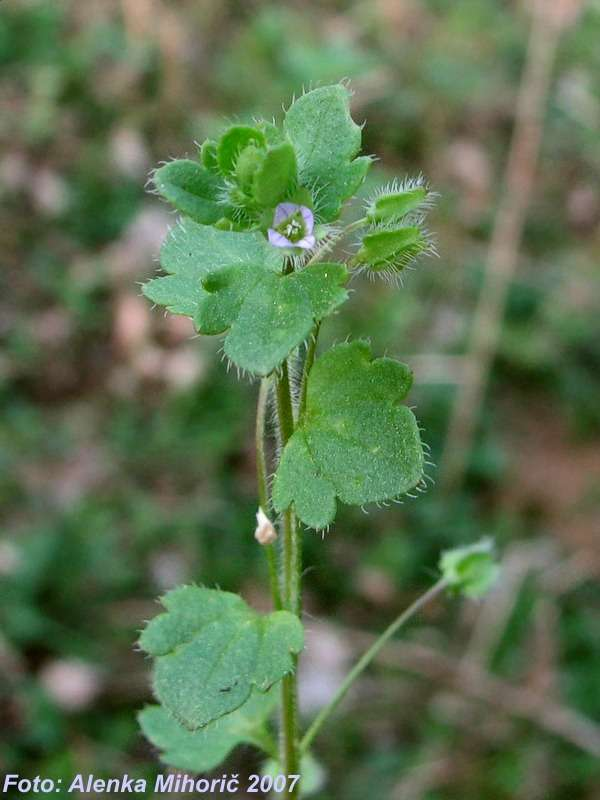 Borostyánlevelű veronika Veronica hederifolia Apró termetű, elfekvő egyéves (Th) Levél: nyeles, szíves vállú, kerekded, szabálytalan, durva karéjú Virág: levélhónalji,