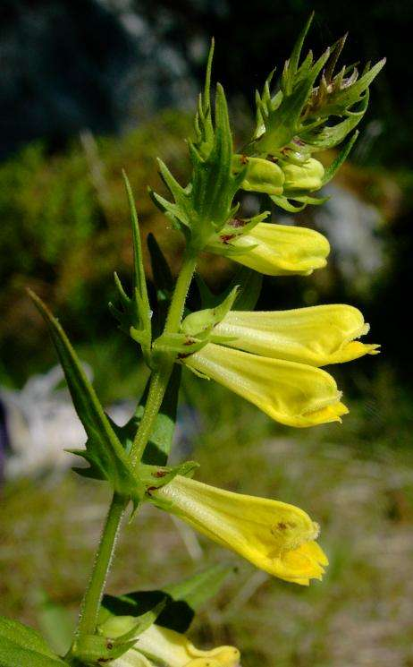 Réti csormolya Melampyrum pratense alacsony, ágas, keresztben átellenes levélállású egyéves (Th), hemiparazita A levelek keskeny-tojásdadok, vállukon fogazottak.