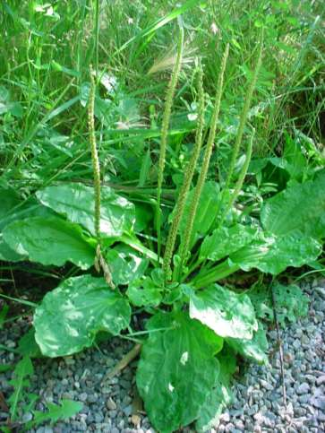 Nagy útifű Plantago major alacsony, tőlevélrózsás, tőkocsányos évelő (He) Levél: széles-tojásdad, ép szélű Virágzat: alján szaggatott, keskeny, hosszú füzér, virágai aprók, zöldesek