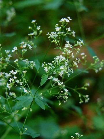 Galium