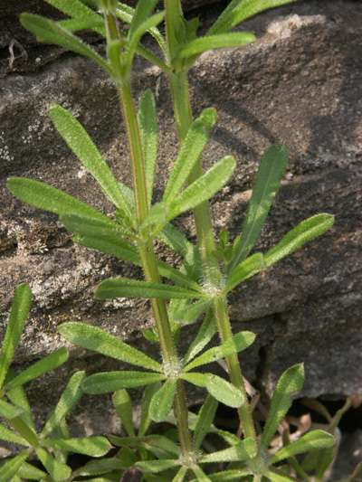 Galium aparine ragadós galaj Th 30-150 cm, elfekvő vagy kapaszkodó, 4élű szárú, ragadós, horgas tüskés örvben 6-9 levél május-június, fehér szirmok,