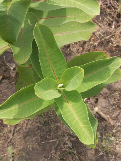 Asclepias