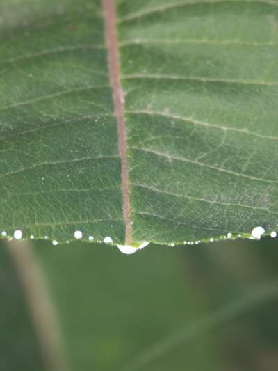 Asclepias