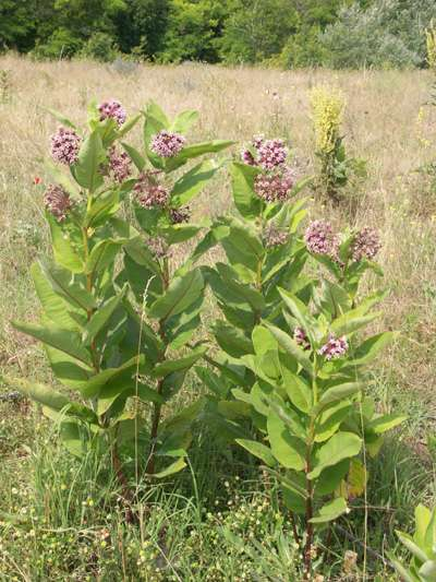 Asclepias