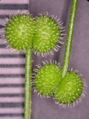 Galium