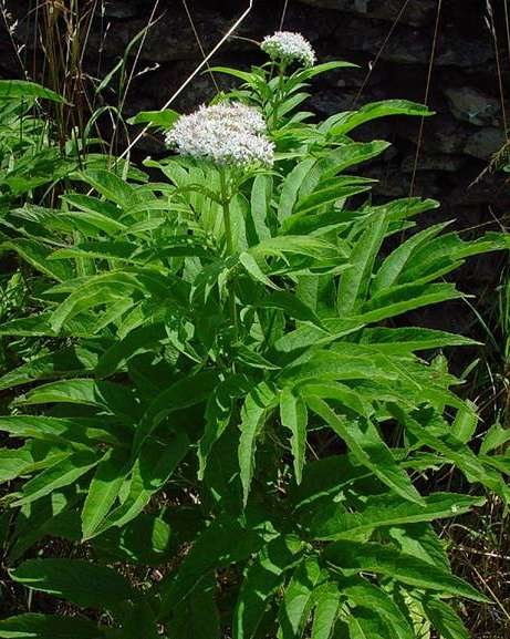 Földibodza Sambucus ebulus 1-2 m magas, sarjtelepet alkotó, gyöktörzses évelő (Ge). Szára hengeres, vastag, barázdált. Levél: páratlanul szárnyalt, 5-9 levélkével.