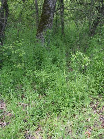 Galium