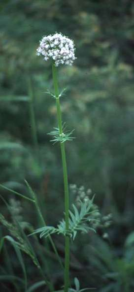 Orvosi macskagyökér Valeriana officinalis magas, felálló szárú évelő. Törzsalakja tarackos (Ge), a subsp.