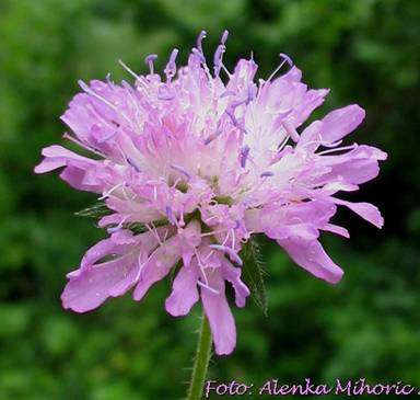 Knautia