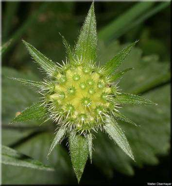 Knautia