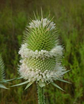 Dipsacus