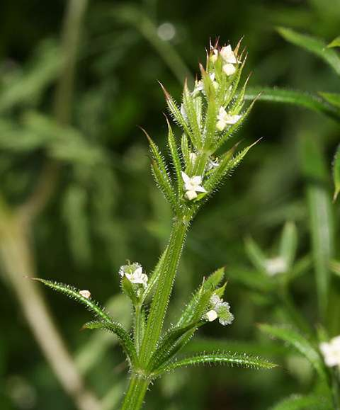 Galium