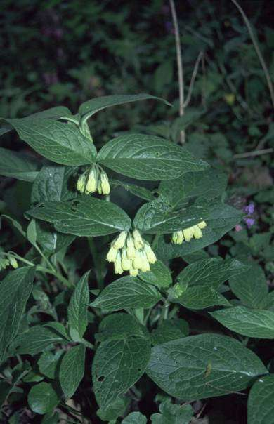 Symphytum