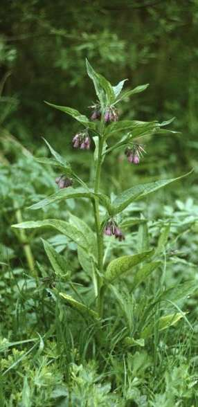 Fekete nadálytő Symphytum officinale felálló szárú serteszőrös évelő (He) Levél: lándzsás-tojásdad, nagy, kihegyezett, szárra futó Csöves pártájú virágai kevés virágú kunkorvirágzatban