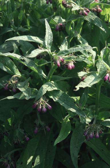 Symphytum