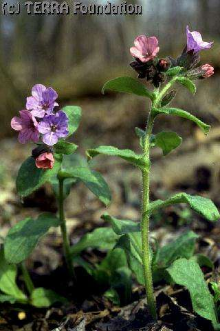 Orvosi (pettyegetett) tüdőfű Pulmonaria officinalis kisebb termetű, serteszőrös, felálló, magános v.