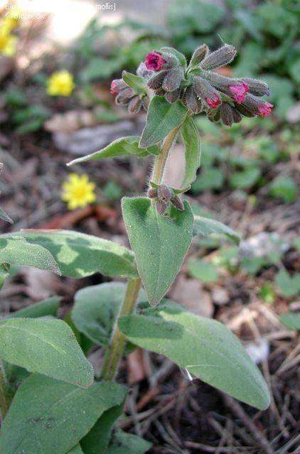 Bársonyos tüdőfű Pulmonaria mollis 20-40 cm, lágy elálló szőrű, tövén elágazó szárú, évelő (He).