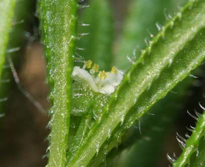 Galium