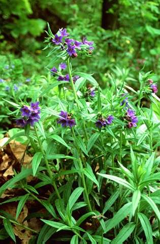 Erdei gyöngyköles Lithospermum purpureo-coeruleum felálló generatív szárú, részben elfekvő, csúcsán legyökeresedő indájú évelő (He) Levél: lándzsásak, érdes szőrű Párta: