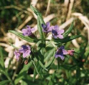 Lithospermum