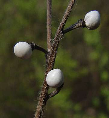 Lithospermum