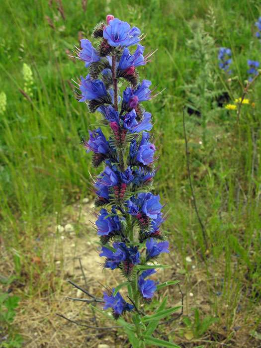 Közönséges kígyószisz Echium vulgare csak TVMH Közepes v. nagy termetű (30-120 cm), felálló szárú, minden részében serteszőrös, répaszerű gyökerű kétéves növény (TH).