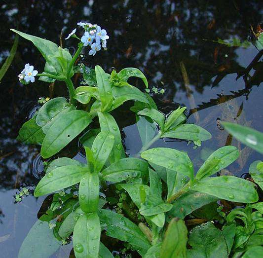 Myosotis