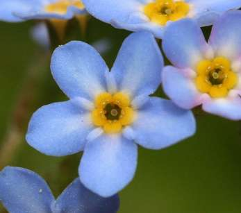 Myosotis