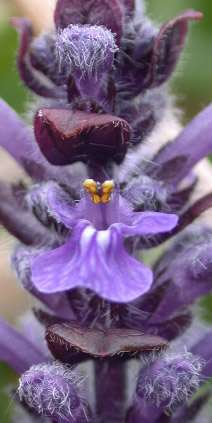 Ajuga